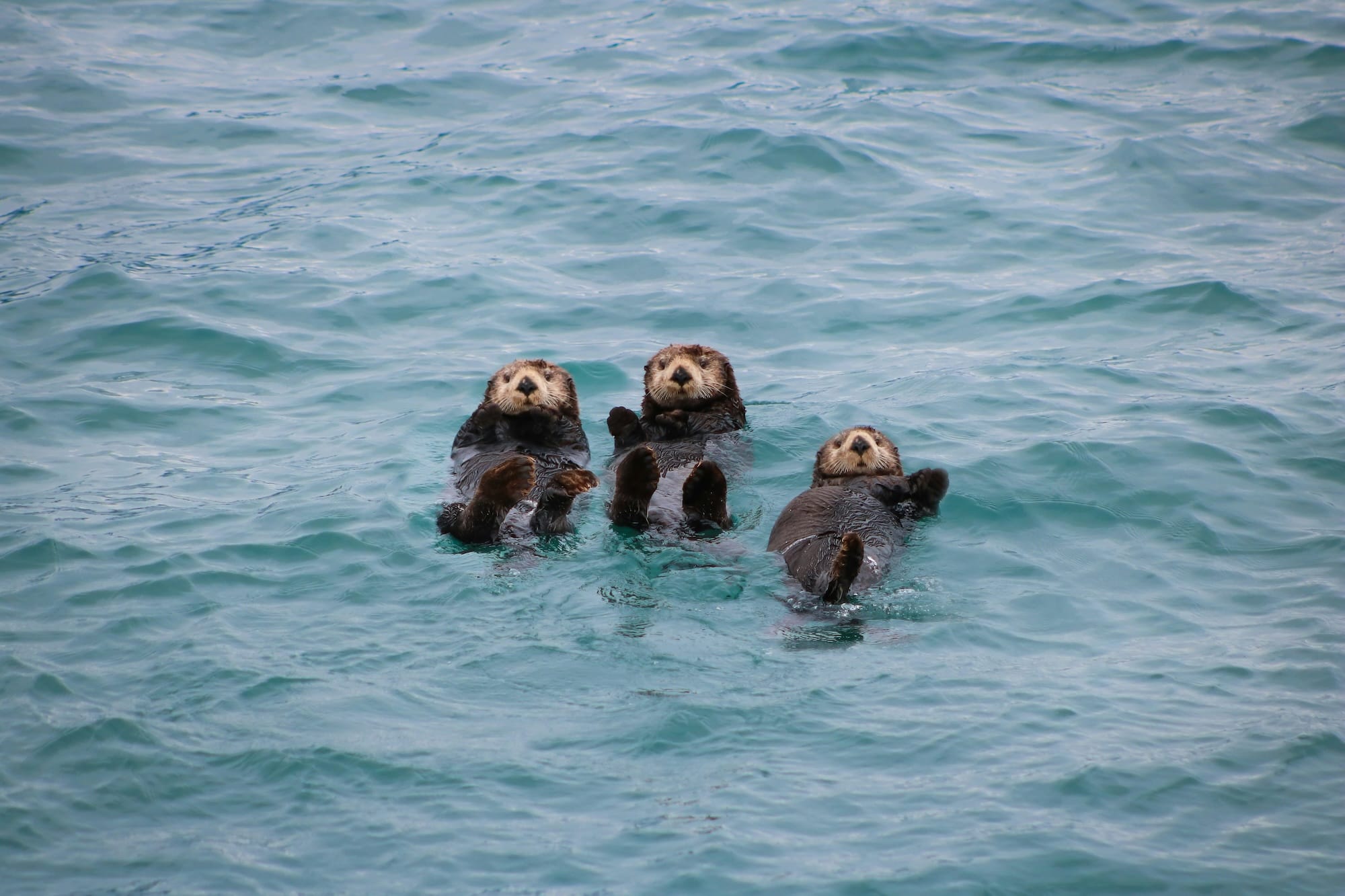 Three sea otters playing in Gulf of Alaska, North Pacific Ocean in Kenai Fjords, Alaska